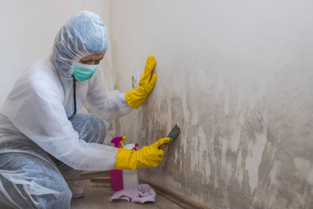 Racine, WI Mold Removal Company