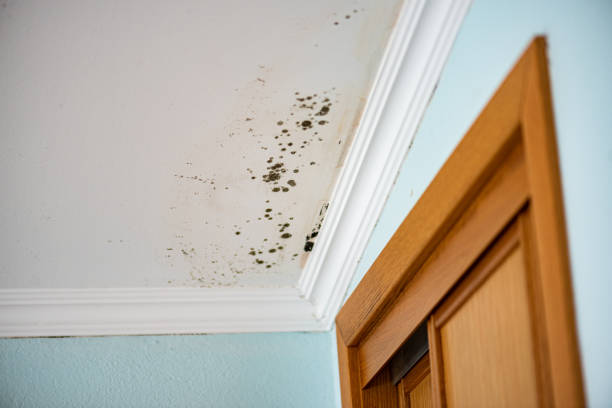 Best Attic Mold Removal  in Racine, WI