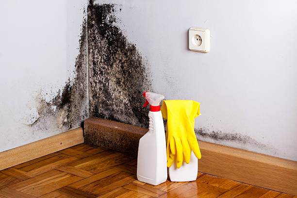 Best Fast Mold Removal  in Racine, WI
