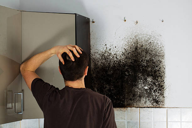 Best Fast Mold Removal  in Racine, WI