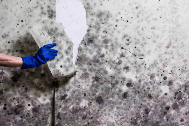 Best Crawl Space Mold Removal  in Racine, WI