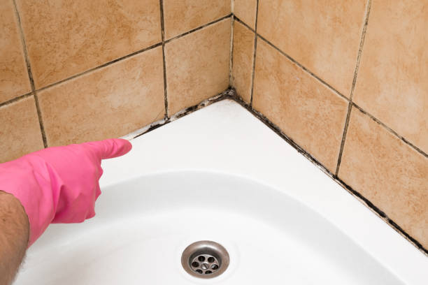 Best Local Mold Removal Service  in Racine, WI