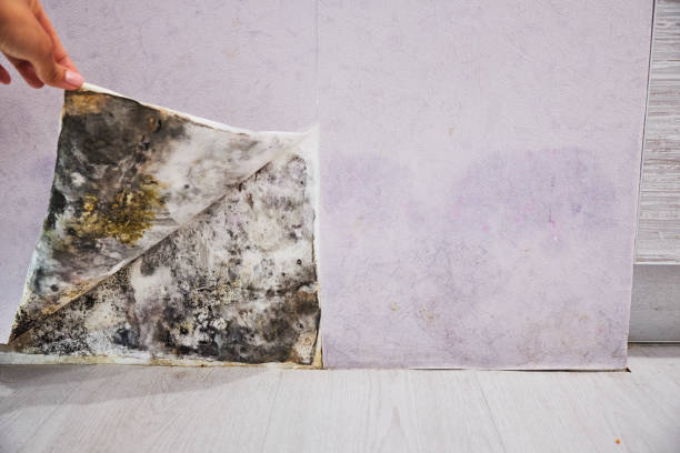 Best Black Mold Removal  in Racine, WI